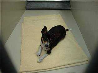 Rat Terrier Dogs for adoption in Durham, NC, USA