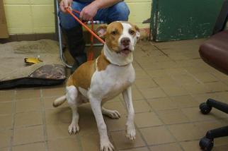 American Pit Bull Terrier-Unknown Mix Dogs for adoption in Greenwood, MS, USA
