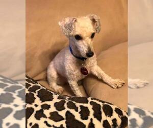 Poodle (Toy) Dogs for adoption in Nashville, TN, USA