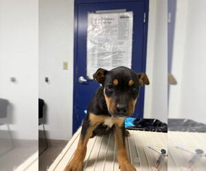 Mutt Dogs for adoption in Bakersfield, CA, USA