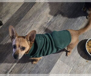 Mutt Dogs for adoption in Aurora, CO, USA