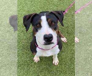 American Pit Bull Terrier-Unknown Mix Dogs for adoption in Fayetteville, NC, USA