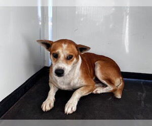 Chihuahua-Unknown Mix Dogs for adoption in Bakersfield, CA, USA