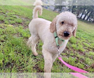 Poodle (Miniature) Dogs for adoption in Mooresville, NC, USA