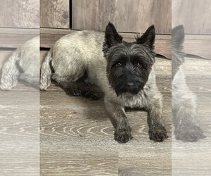 Cairn Terrier Dogs for adoption in Fort Wayne, IN, USA