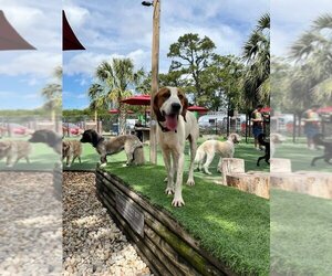 American Foxhound Dogs for adoption in Sanderson, FL, USA