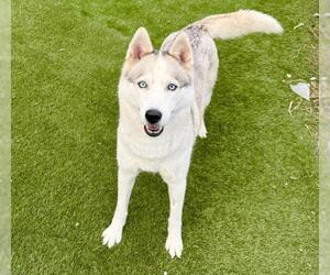 Siberian Husky Dogs for adoption in Toronto, Ontario, Canada