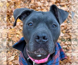 American Pit Bull Terrier-Unknown Mix Dogs for adoption in Jefferson, WI, USA