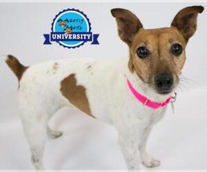 Jack Russell Terrier Dogs for adoption in Kennesaw, GA, USA
