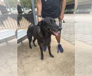 Labsky Dogs for adoption in Carrollton, TX, USA