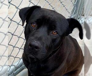 Chinese Shar-Pei-Labrador Retriever Mix Dogs for adoption in Wilmington, NC, USA