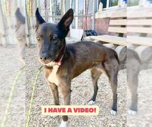 Australian Kelpie-Dutch Shepherd Mix Dogs for adoption in Forestville, MD, USA