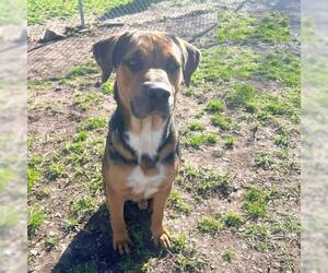 American Bulldog-Unknown Mix Dogs for adoption in Conroe, TX, USA