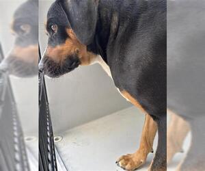 Labrador Retriever-Unknown Mix Dogs for adoption in Houston, TX, USA