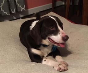 Basset Hound-Labrador Retriever Mix Dogs for adoption in Springville, NY, USA