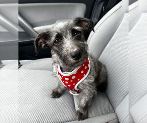 Miniature Schnauzer-Unknown Mix Dogs for adoption in Newport Beach, CA, USA