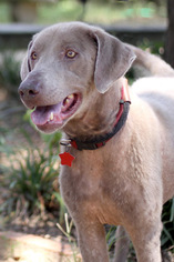 Labrador Retriever Dogs for adoption in Pensacola, FL, USA
