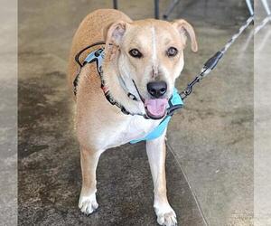 Labrador Retriever-Unknown Mix Dogs for adoption in Rockwall, TX, USA