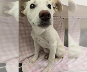 German Shepherd Dog-Unknown Mix Dogs for adoption in HESPERIA, CA, USA