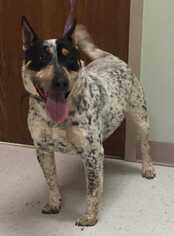 Mutt Dogs for adoption in westminster, CO, USA
