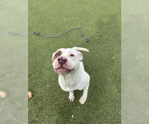 Staffordshire Bull Terrier-Unknown Mix Dogs for adoption in Pasadena, TX, USA