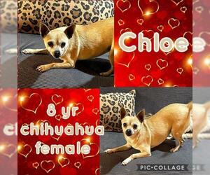 Chihuahua Dogs for adoption in Franklinton, LA, USA