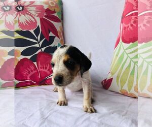 Medium Photo #1 Mutt Puppy For Sale in Stephens City, VA, USA