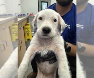 Labrador Retriever-Unknown Mix Dogs for adoption in Corpus Christi, TX, USA