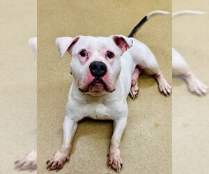 American Bulldog Dogs for adoption in Derwood, MD, USA
