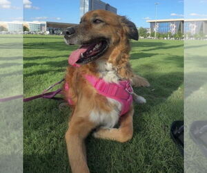 Golden Retriever-Unknown Mix Dogs for adoption in OKLAHOMA CITY, OK, USA