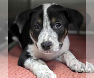 Labrador Retriever-Unknown Mix Dogs for adoption in Jefferson, WI, USA