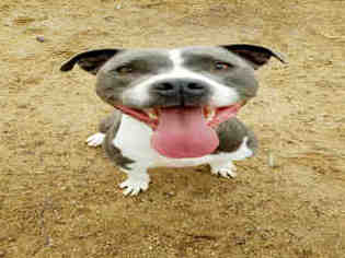 American Pit Bull Terrier Dogs for adoption in Morgan Hill, CA, USA