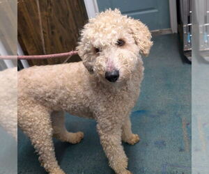Poodle (Standard)-Unknown Mix Dogs for adoption in Chico, CA, USA