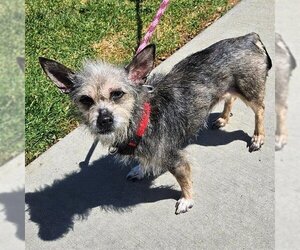 Cairn Terrier Dogs for adoption in Camarillo, CA, USA