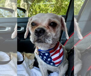 Shih Tzu-Unknown Mix Dogs for adoption in Hilton Head, SC, USA