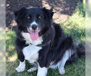 Border Collie-Unknown Mix Dogs for adoption in Chantilly, VA, USA