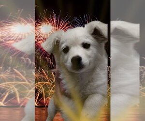 American Eskimo Dog-Border Collie Mix Dogs for adoption in Mukwonago, WI, USA