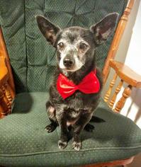 Chihuahua-Unknown Mix Dogs for adoption in Springville, NY, USA