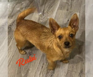 Medium Photo #1 Chiweenie Puppy For Sale in HOUSTON, TX, USA