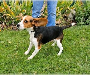 Beagle Dogs for adoption in Batavia, NY, USA