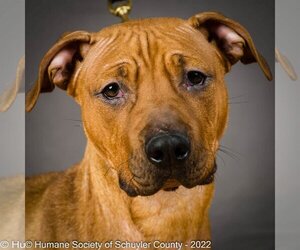 American Pit Bull Terrier-Unknown Mix Dogs for adoption in Montour Falls, NY, USA