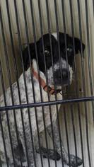 Lab-Pointer Dogs for adoption in Camden, TN, USA