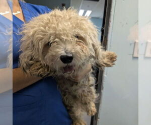 Poodle (Miniature)-Unknown Mix Dogs for adoption in Chico, CA, USA