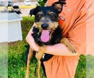 Mutt Dogs for adoption in Alpharetta, GA, USA