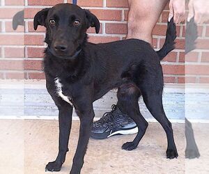 Labrador Retriever-Unknown Mix Dogs for adoption in Carrollton, TX, USA