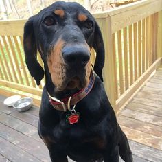 Black and Tan Coonhound Dogs for adoption in Cool Ridge, WV, USA