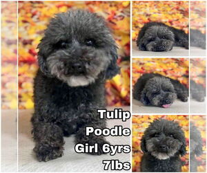 Mutt Dogs for adoption in Seattle, WA, USA