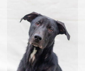 Labrador Retriever-Unknown Mix Dogs for adoption in Canton, CT, USA