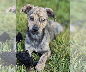 Dachshund-Plott Hound Mix Dogs for adoption in The Woodlands, TX, USA