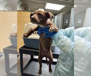 Border Collie-Unknown Mix Dogs for adoption in Stockton, CA, USA